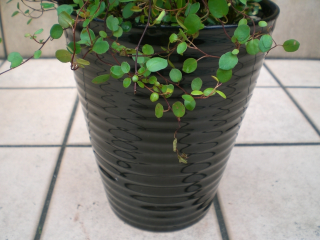 クロトンの寄せ植え｜ガーデニングの仕事中｜園芸ブログ｜岐阜の